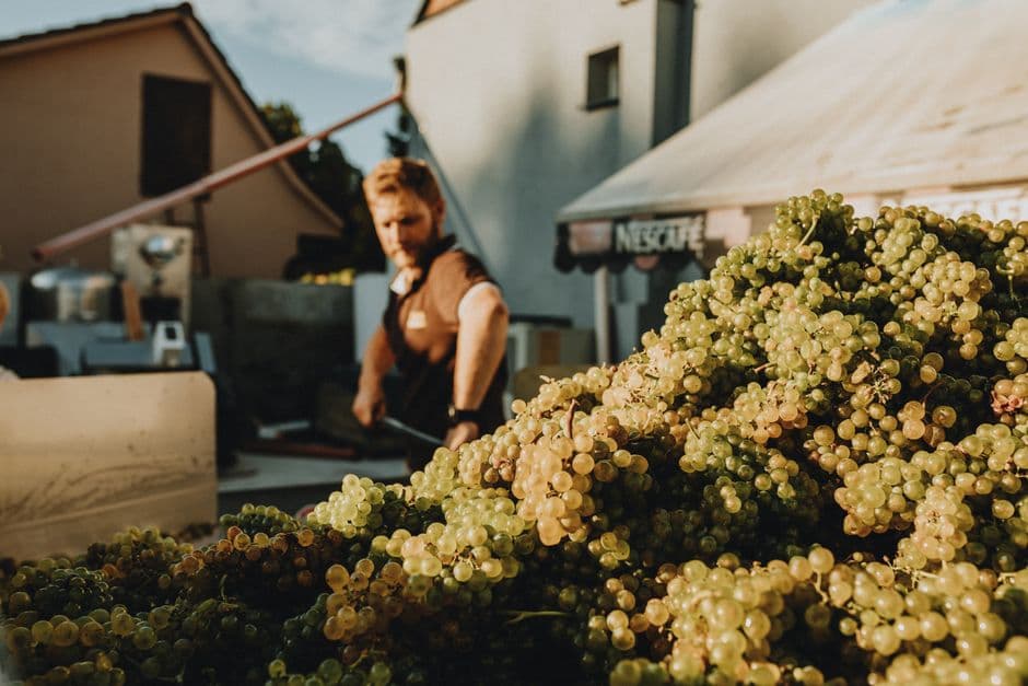 Alsace Grape Harvest: When to Visit for Les Vendanges